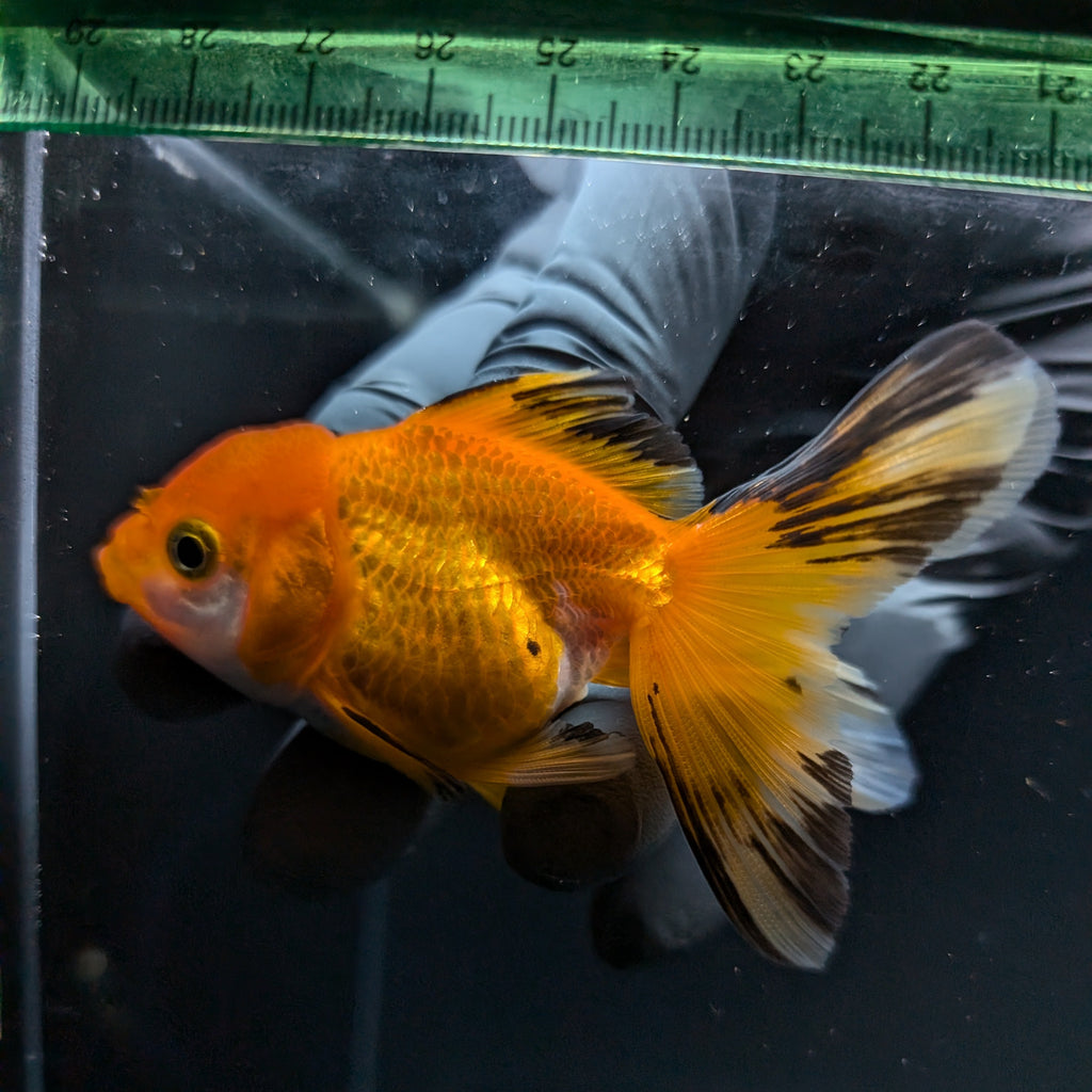 Thai Juvenile Oranda Tricolor 3"-3.5" in.  ID#724T1A-029