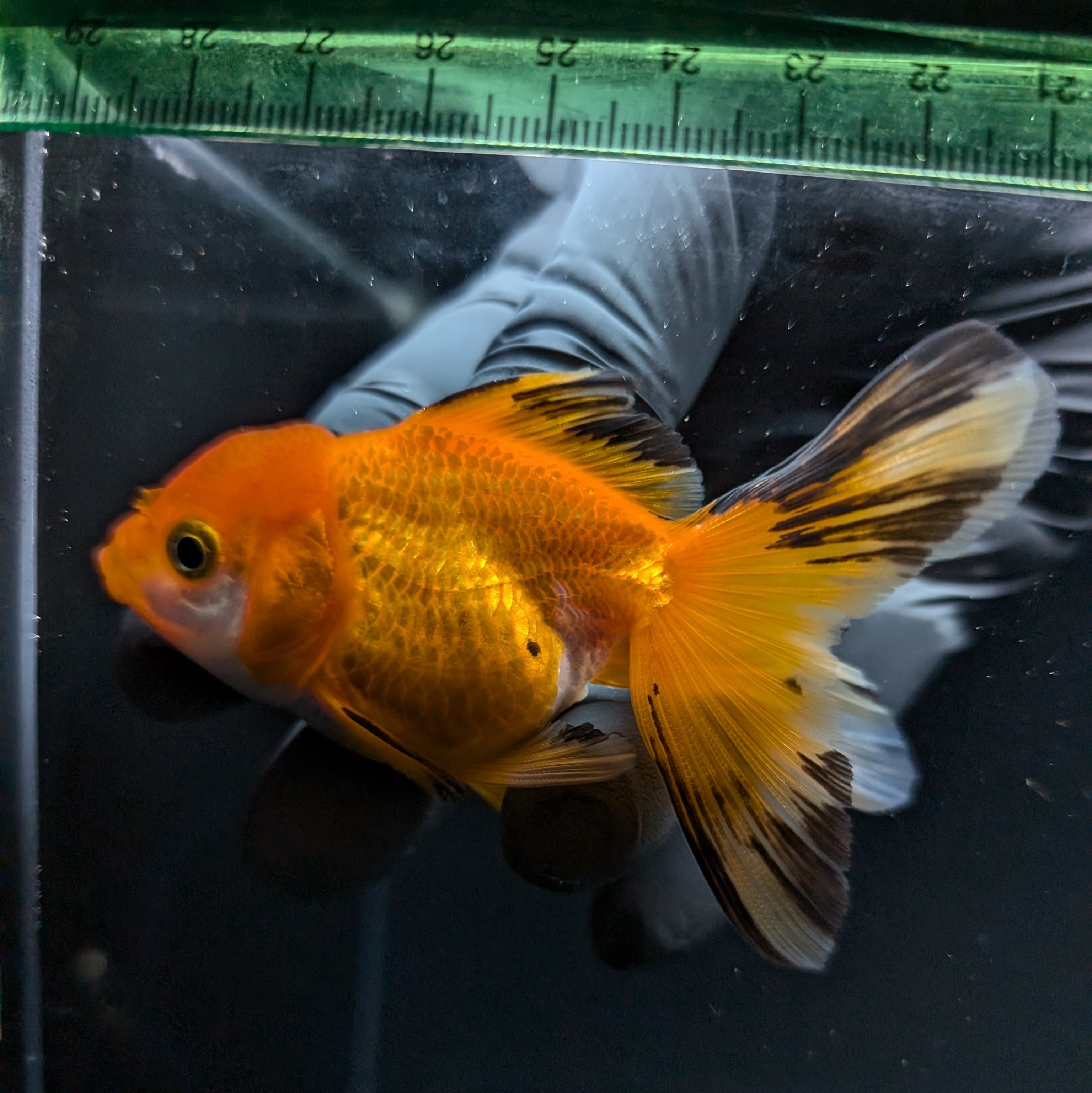 Thai Juvenile Oranda Tricolor 3"-3.5" in.  ID#724T1A-029