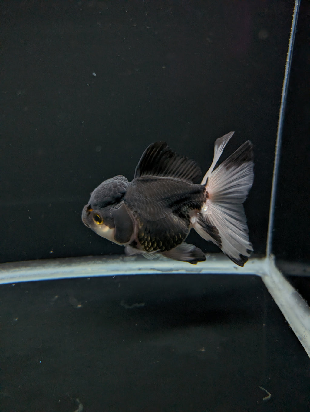 Thai Oranda Panda 4"-4.5"in.  ID#1023T1A-023