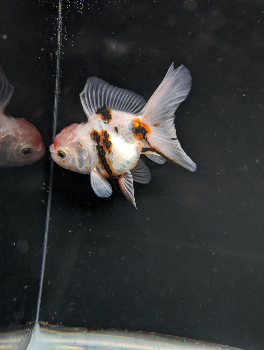 Thai Oranda White Tiger Calico 4"-4.5"in.  ID#1016T1A-002