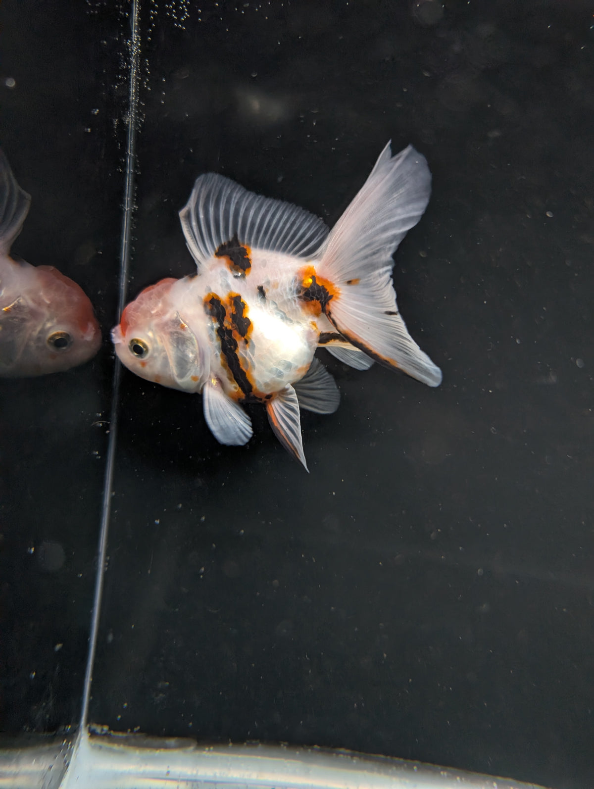 Thai Oranda White Tiger Calico 4"-4.5"in.  ID#1016T1A-002