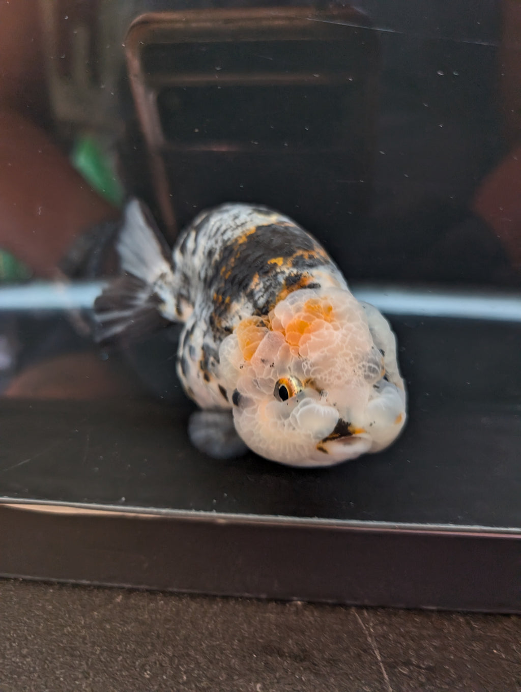 Jumbo Ranchu Kirin Calico 4.5"-5" in. ID#814R8A-024