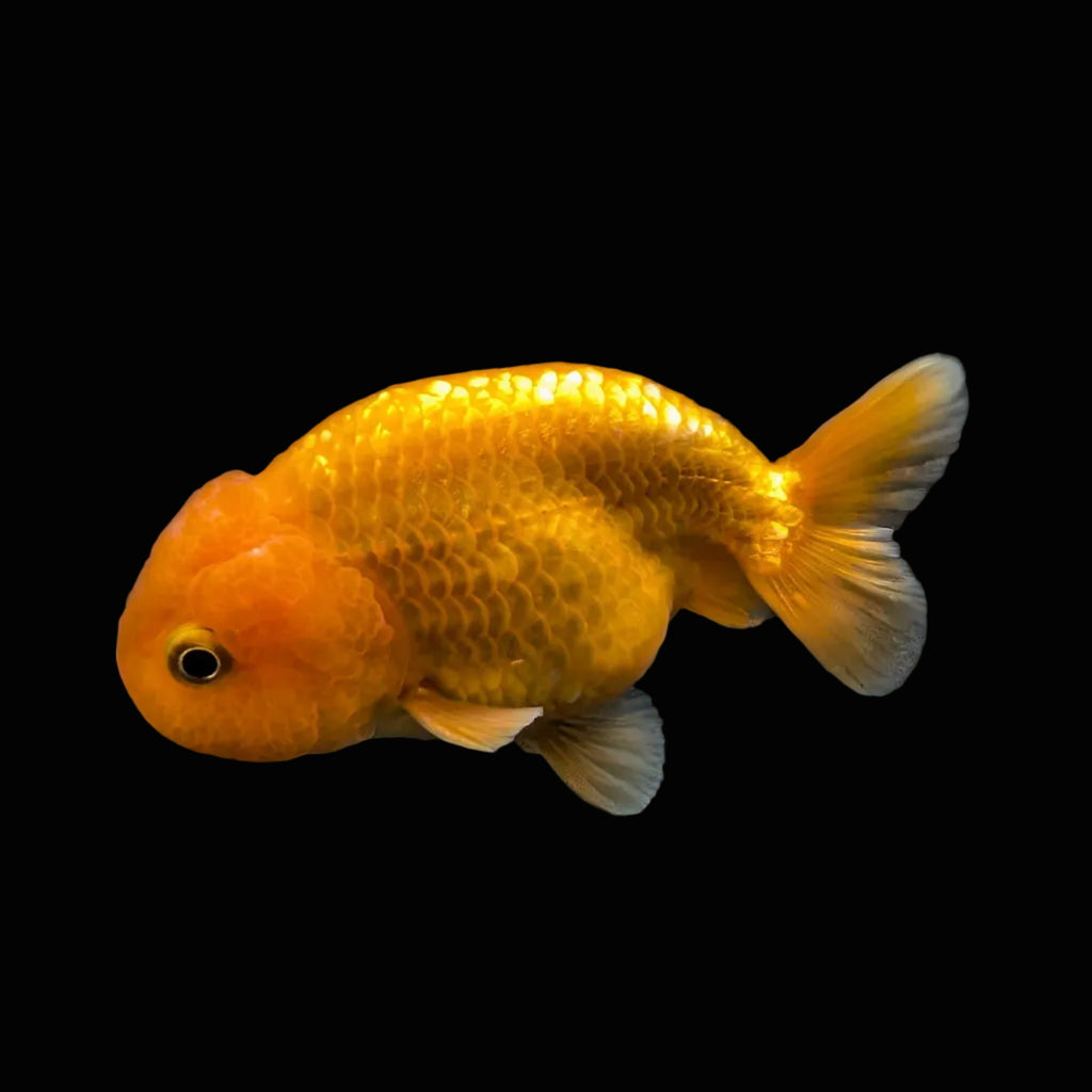 Ranchu Red White 3"-3.5" in. ID#424R13A-014