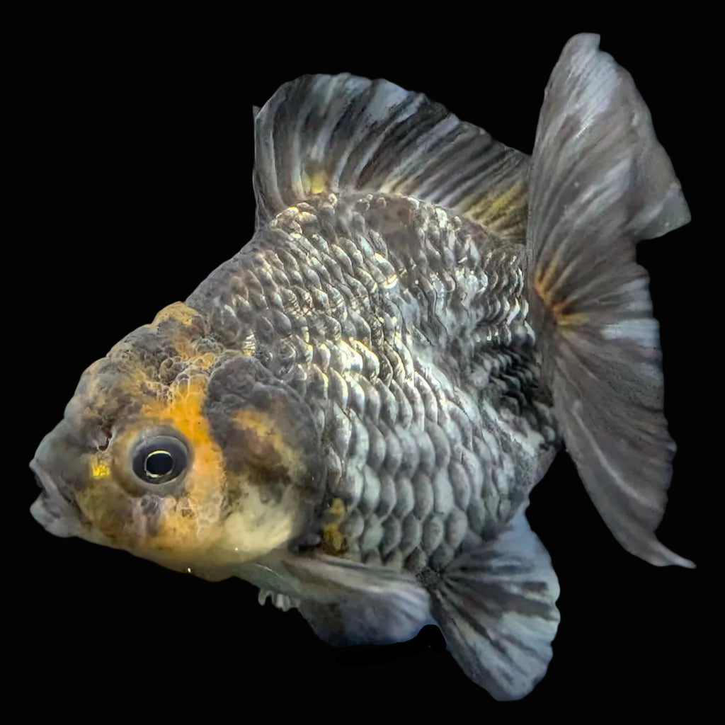 Thai Oranda Shogun Tiger Calico 4" in. ID#626SG7A-003