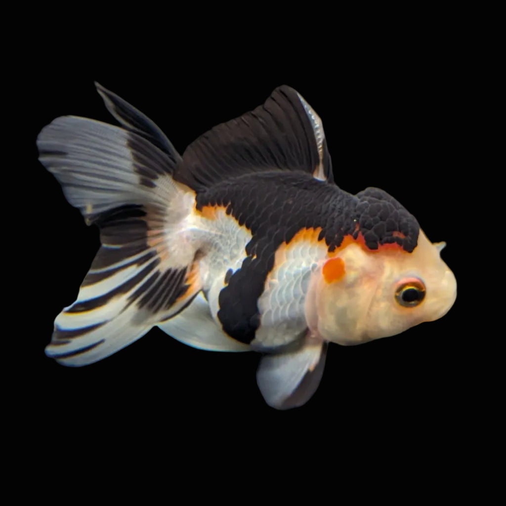 Juvenile Thai Oranda Tricolor Panda 3.5"in.  ID#821T1A-024