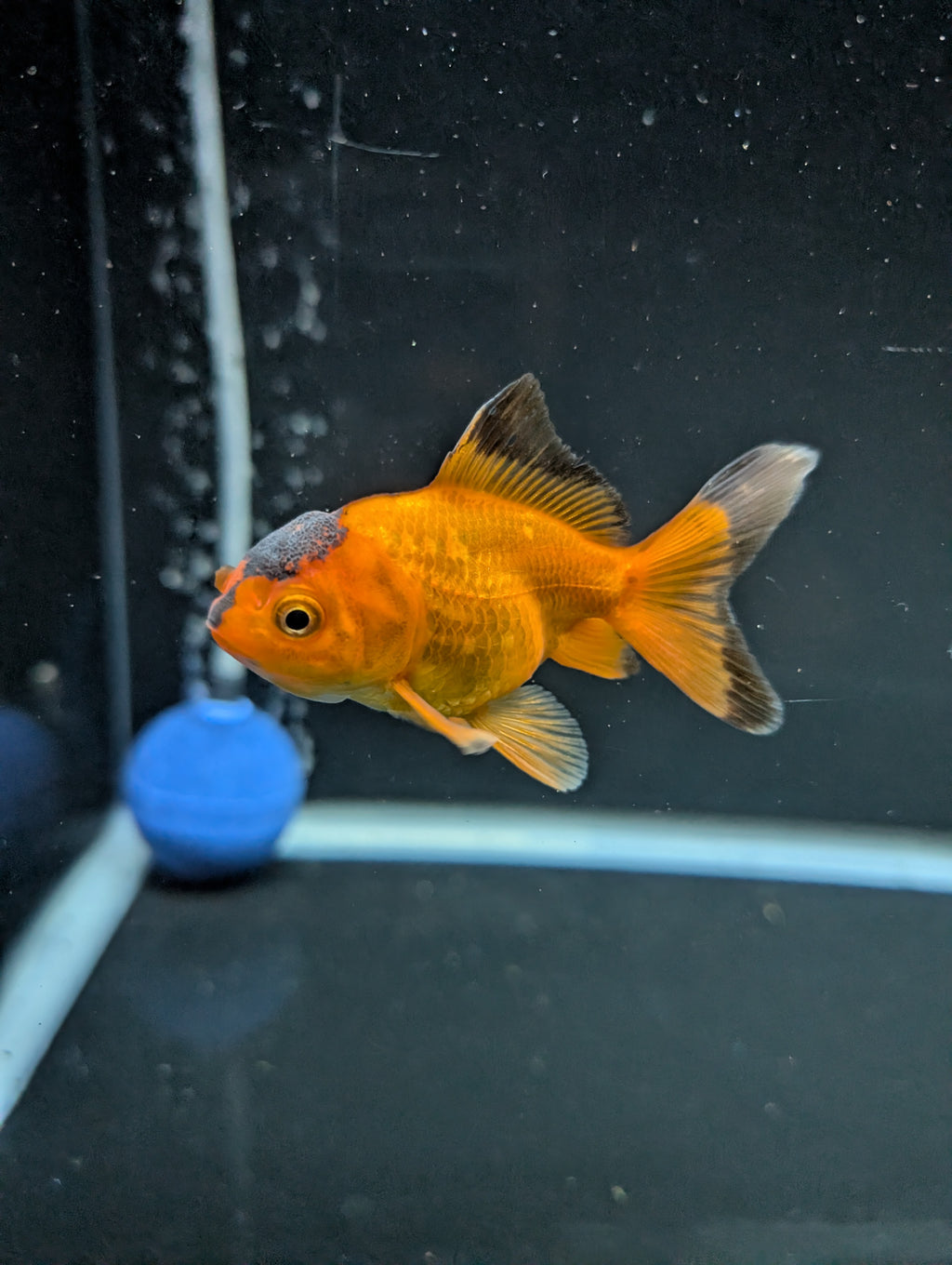 Juvenile Oranda Red Black 3"-3.5"in.  ID#522T1A-002