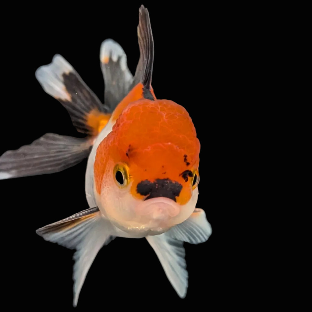 Juvenile Oranda Tricolor 3.5"-4" in.  ID#410T8A-015