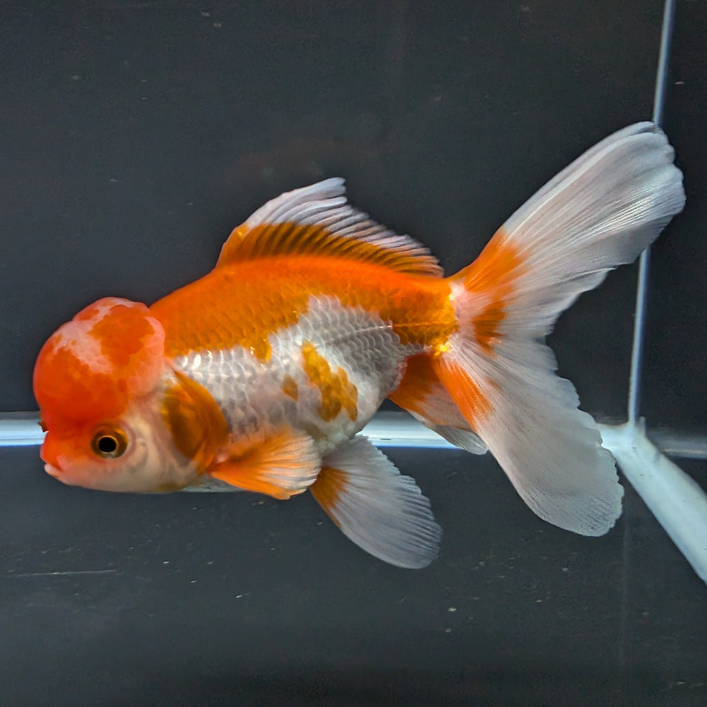 Jumbo Oranda Red White 6.5"-7"in.  ID#522T4B-003