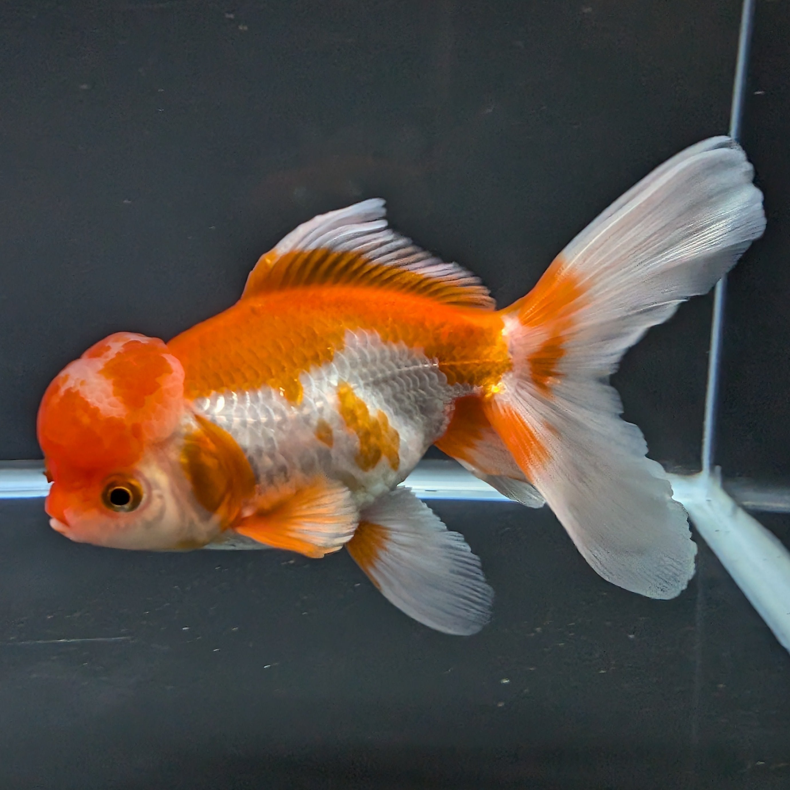 Jumbo Oranda Red White 6.5"-7"in.  ID#522T4B-003