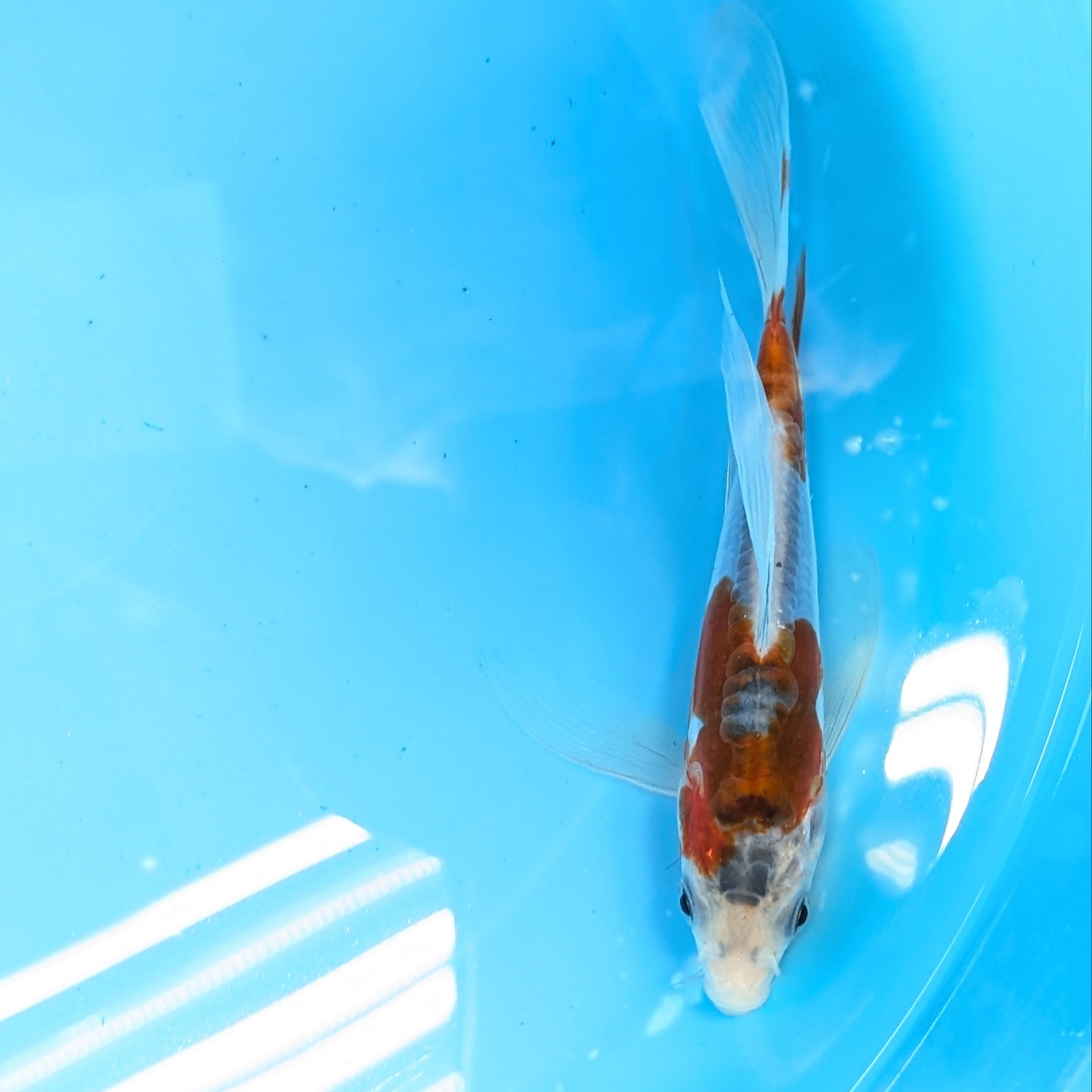 Shusui Butterfly Koi  6"-7'in. ID#727BFK-002