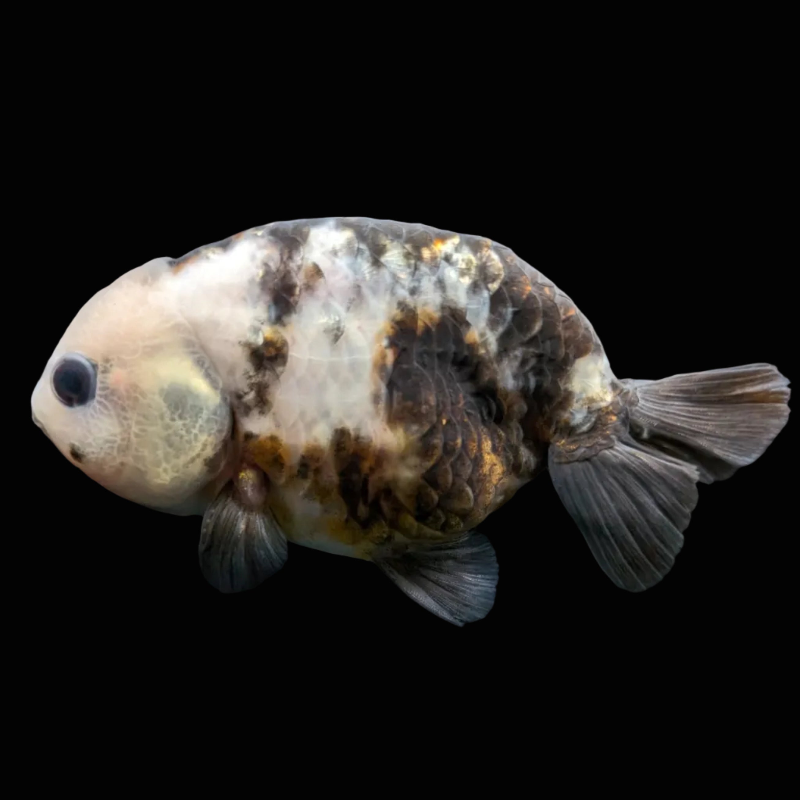 Jumbo Ranchu Milk Cow 3.5"- 4" in. ID#703R8A-006 Please See Notes.