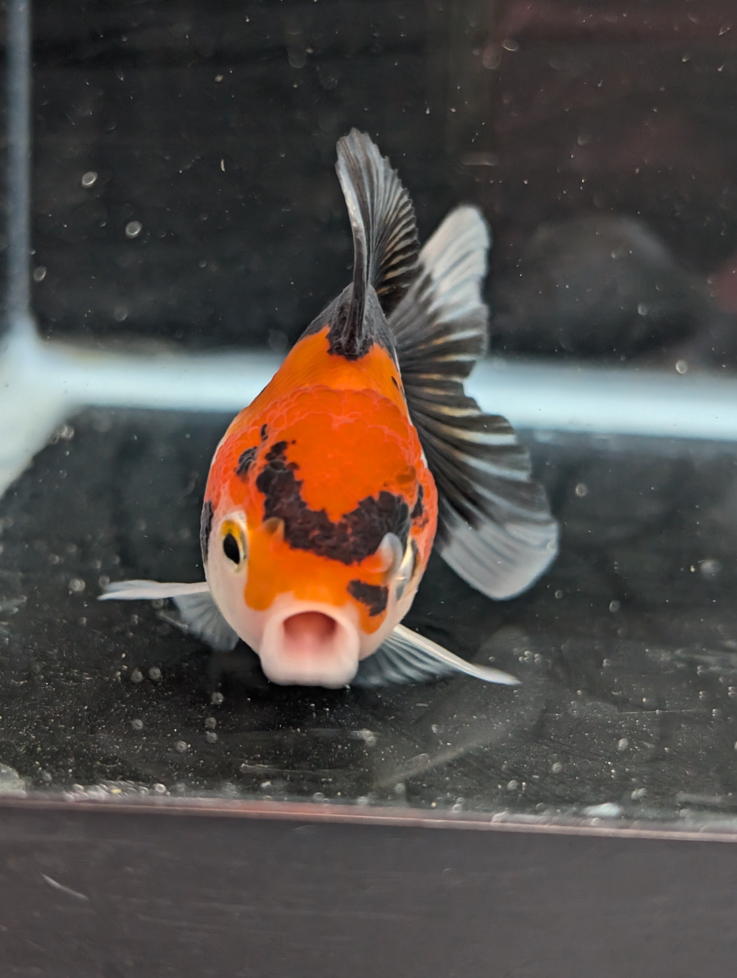 Juvenile Oranda Tricolor 3.5"-4" in.  ID#410T8A-017
