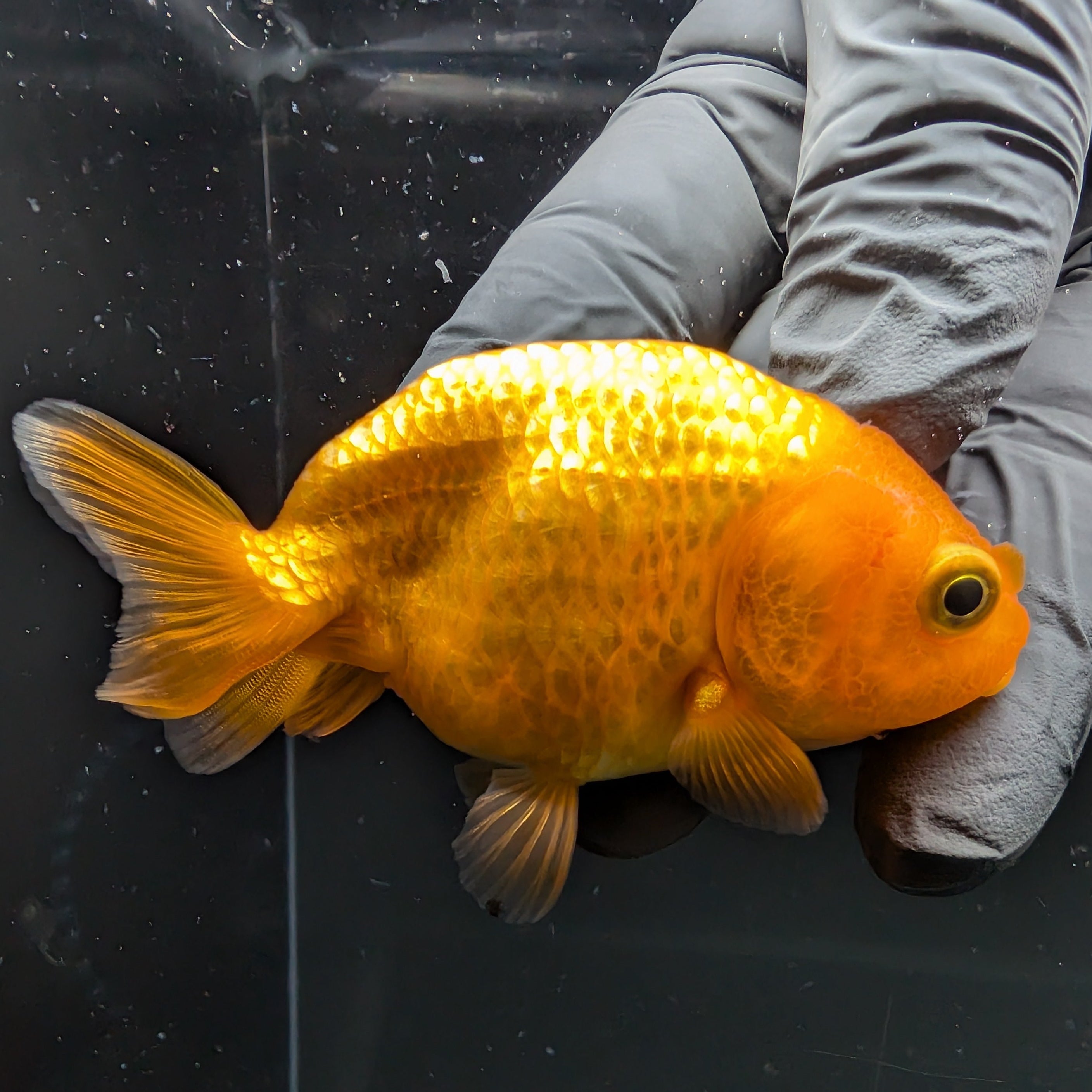 Ranchu Red White 2.5"-3" in. ID#724R4A-032