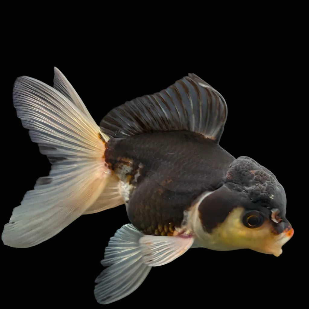 Thai Juvenile Oranda Panda 3.5"-4"in.  ID#724T1A-024