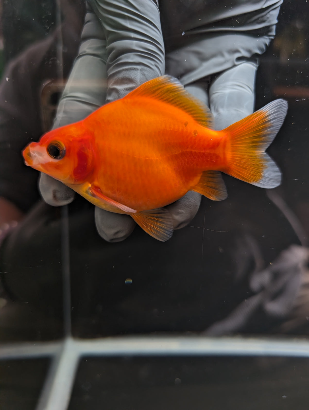 Tamasaba Sakura 3.5"in. ID#1023TM1B-033