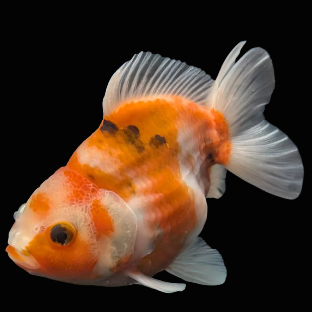 Jumbo Oranda Yuan Bao  Sakura   4"-4.5"in. ID#807SB13A-005
