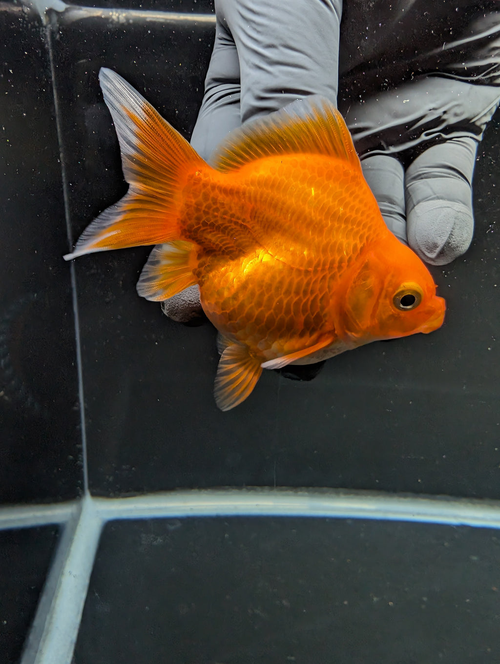 Tamasaba Red White 3"-3.5" in. ID#1009TM1B-001