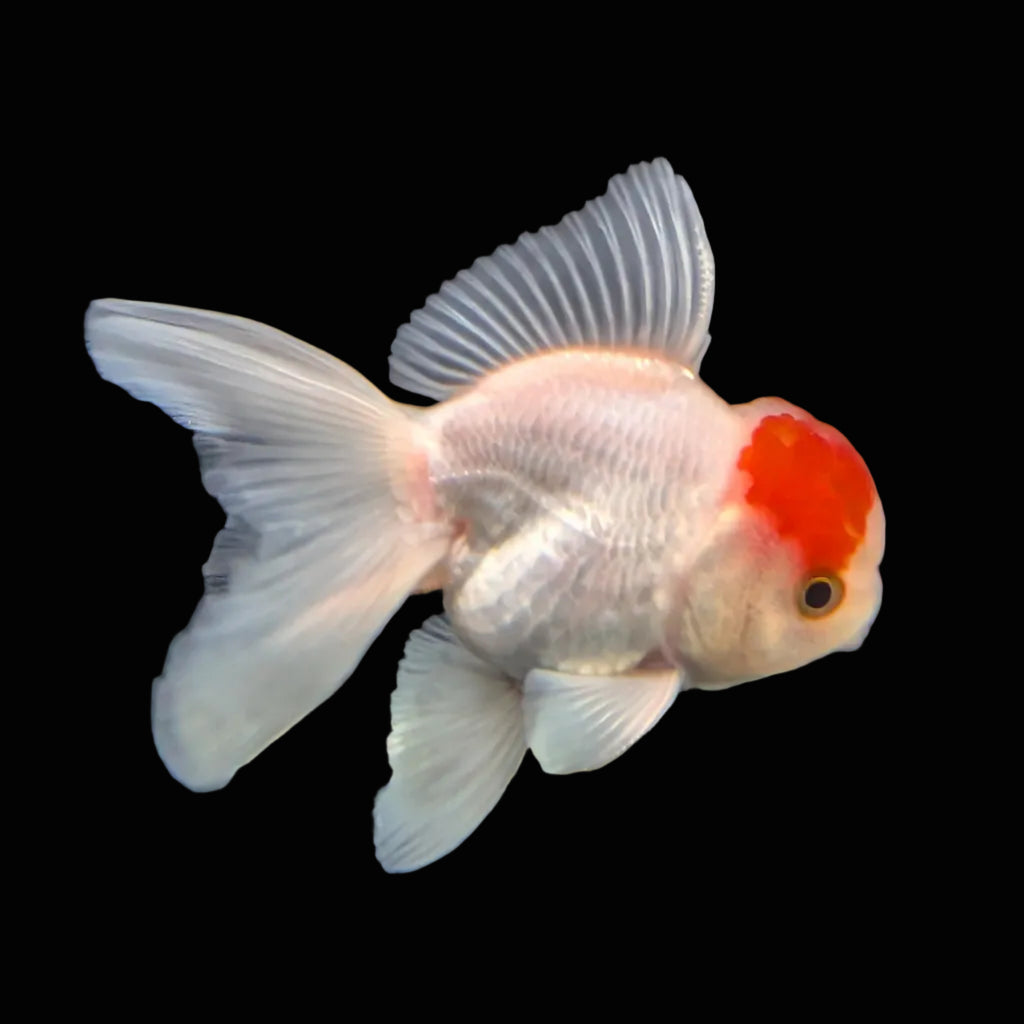 Juvenile Oranda Tricolor 3.5"-4" in.  ID#417T7A-009