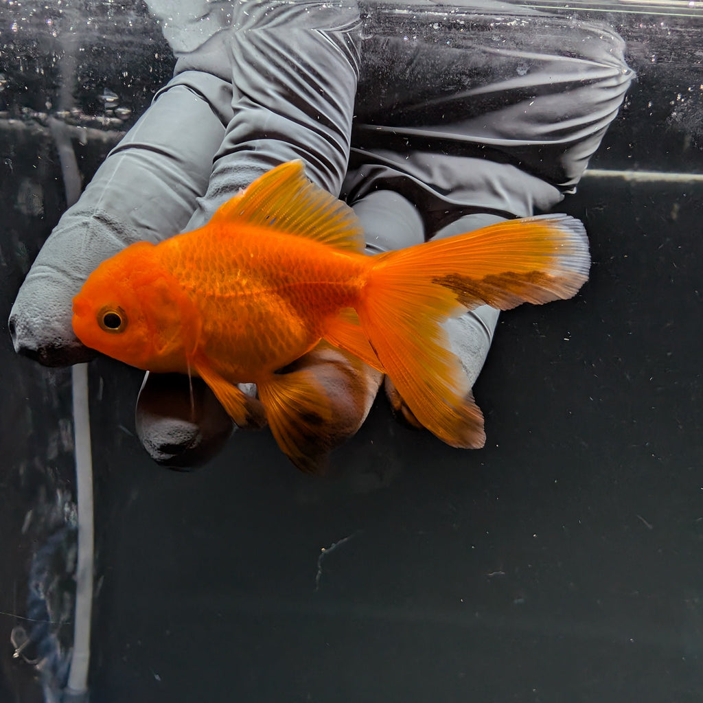 Juvenile Oranda Red Black 3"-3.5"in.  ID#515T2A-012