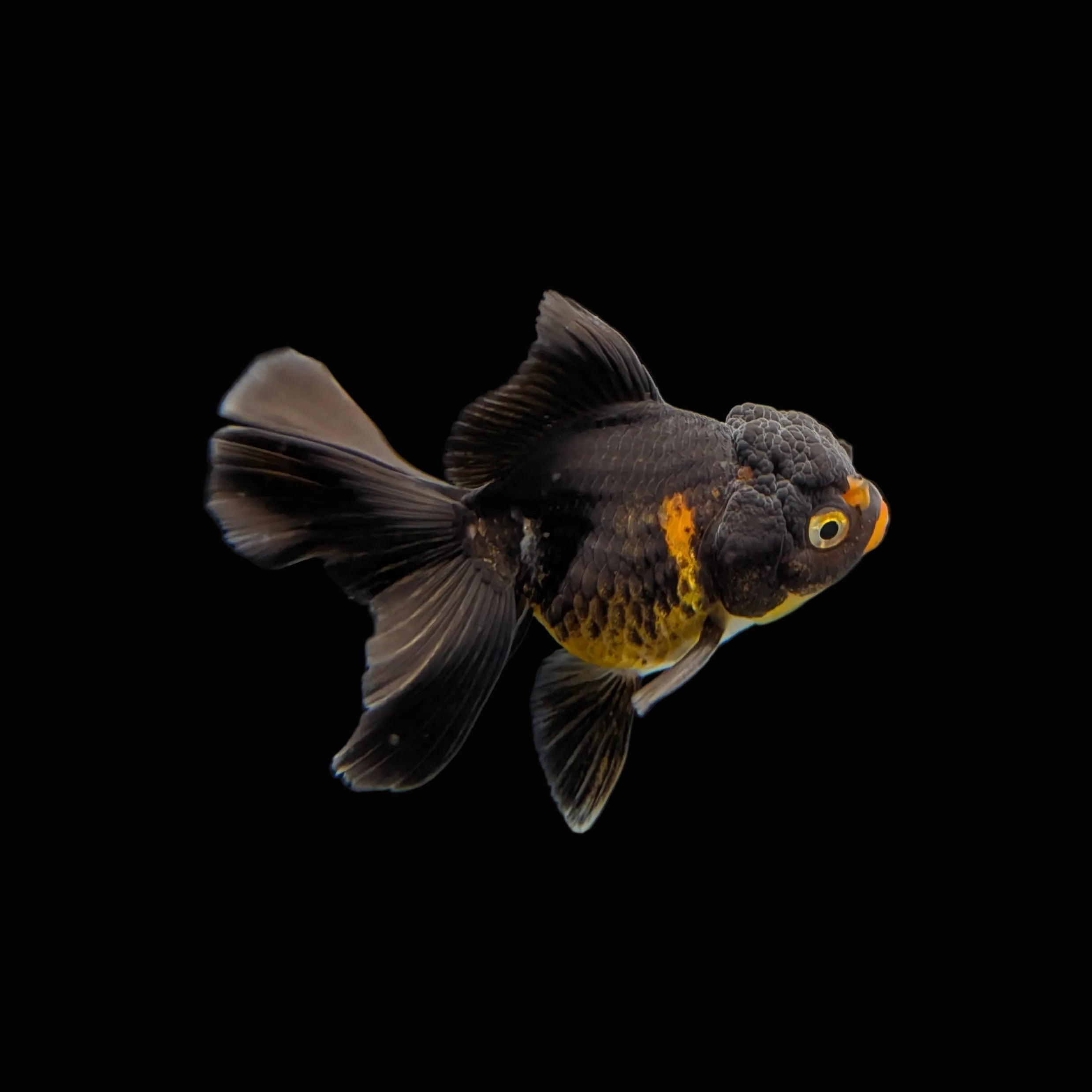 Juvenile Oranda Tricolor 3.5"-4" in.  ID#320T13b-013