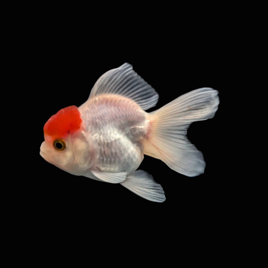 Juvenile Oranda Red Cap 3.5"-4" in.  ID#327T13b-034