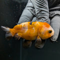 Ranchu Calico 2.5"-3" in. ID#724R4A-031