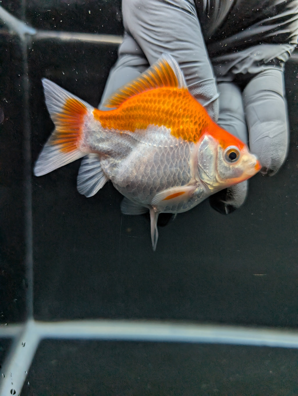 Tamasaba Red White 3"-3.5" in. ID#1009TM1B-006