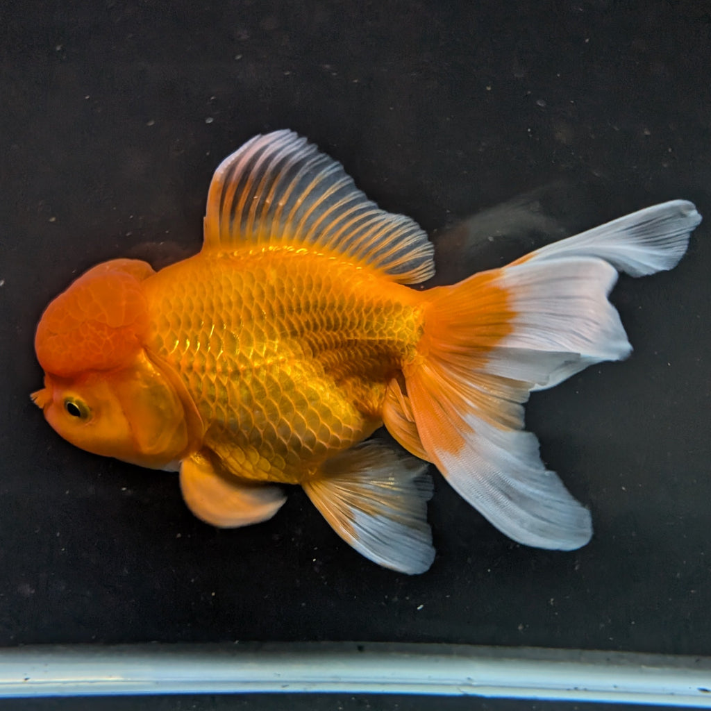 Jumbo Oranda Red White 6.5"-7"in.  ID#522T4B-002