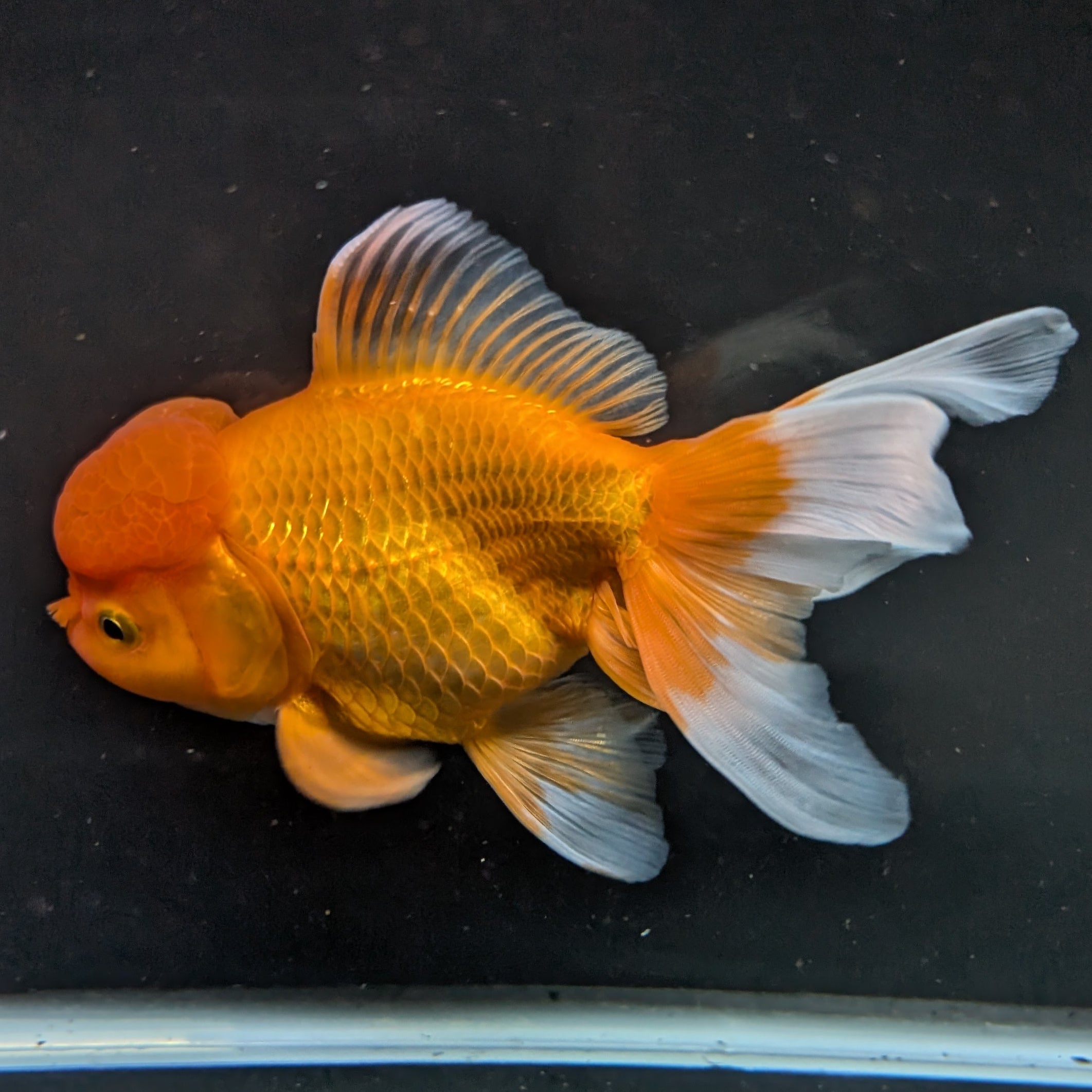 Jumbo Oranda Red White 6.5"-7"in.  ID#522T4B-002