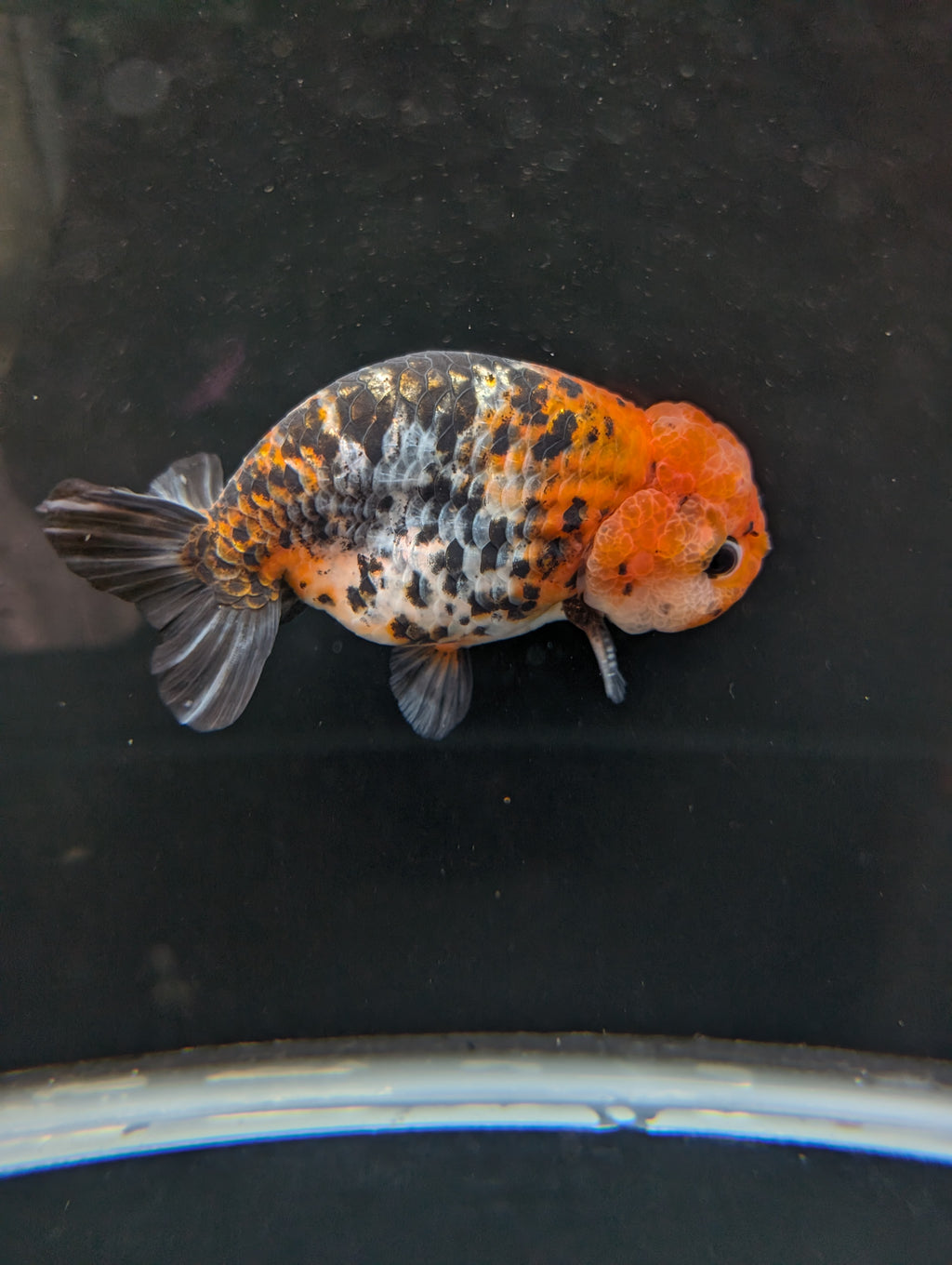 Jumbo Ranchu Calico 4.5"-5" in. ID#821R8A-031