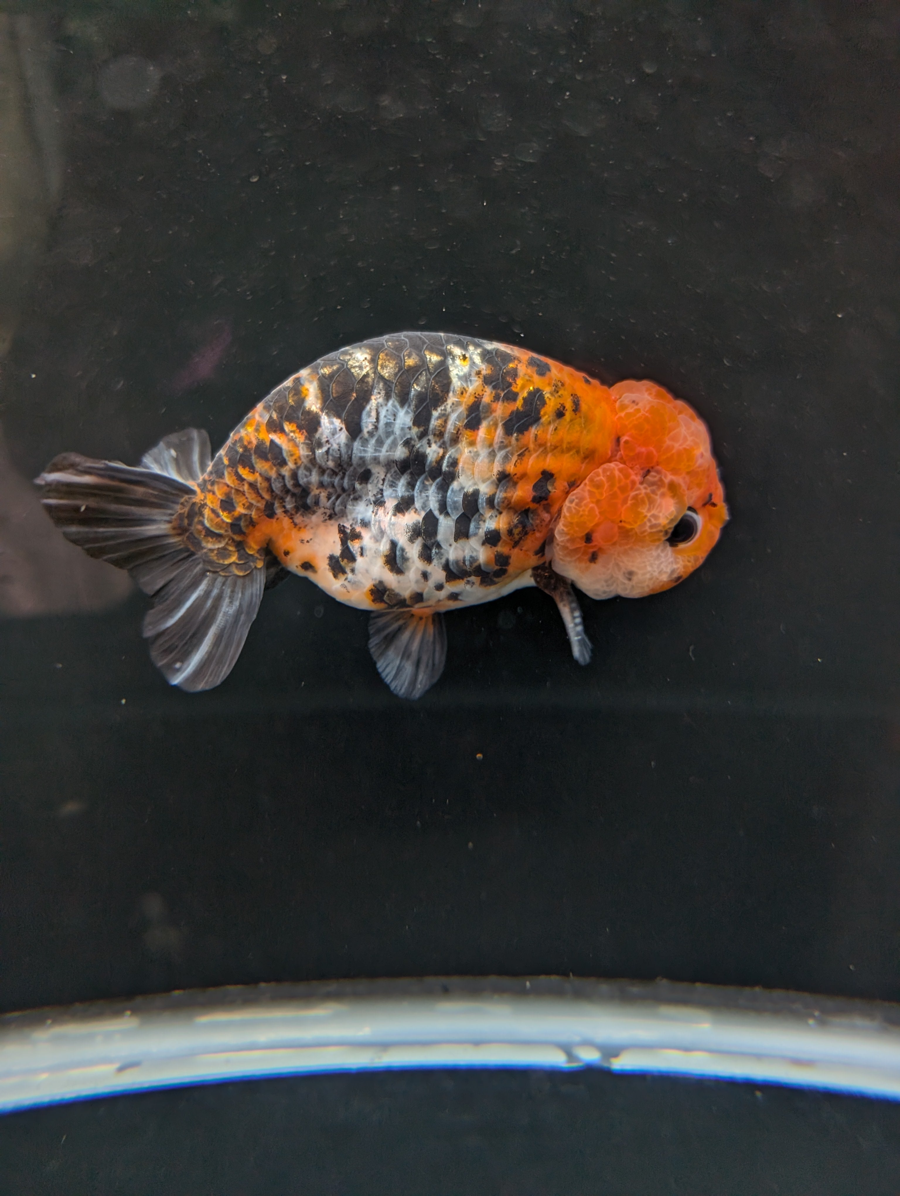 Jumbo Ranchu Calico 4.5"-5" in. ID#821R8A-031