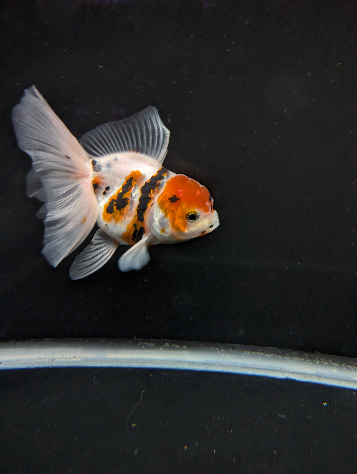 Thai Oranda White Tiger Calico 4"-4.5"in.  ID#1016T1A-002