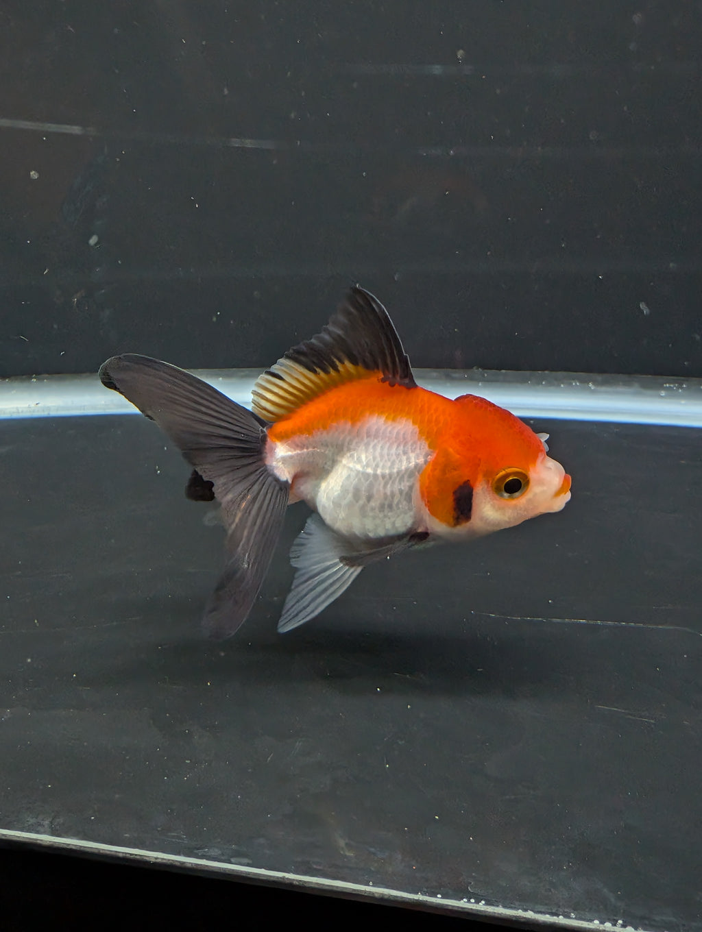 Juvenile Thai Oranda Tricolor 3"in.  ID#814T1A-009