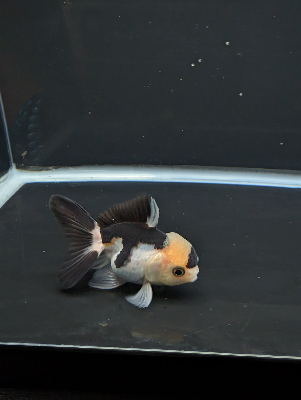 Juvenile Thai Oranda Panda 3"in.  ID#814T1A-008
