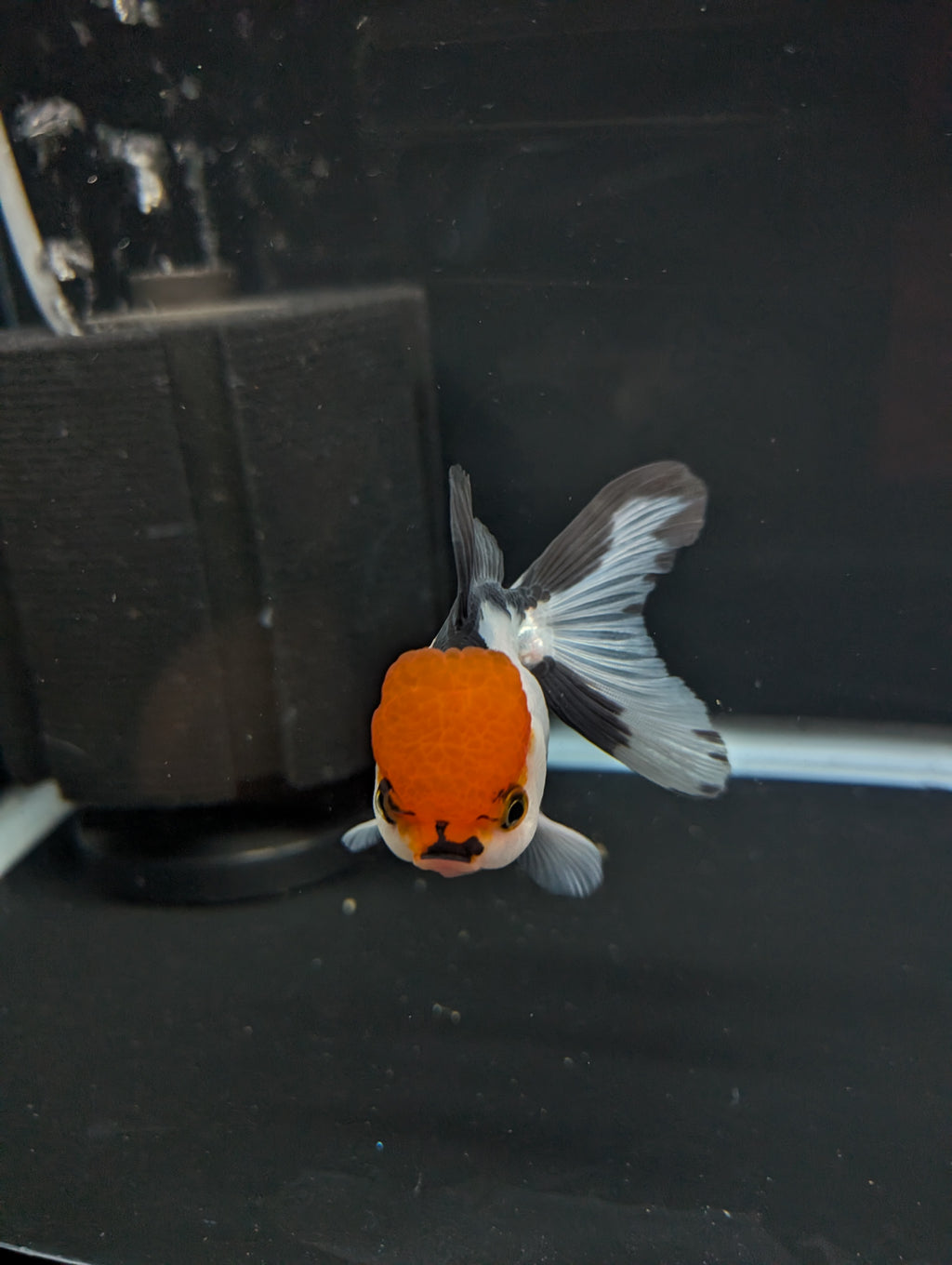 LUIGI *Boss 501 Juvenile Oranda Tricolor 3.5"-4" in.  ID#501T2A-010