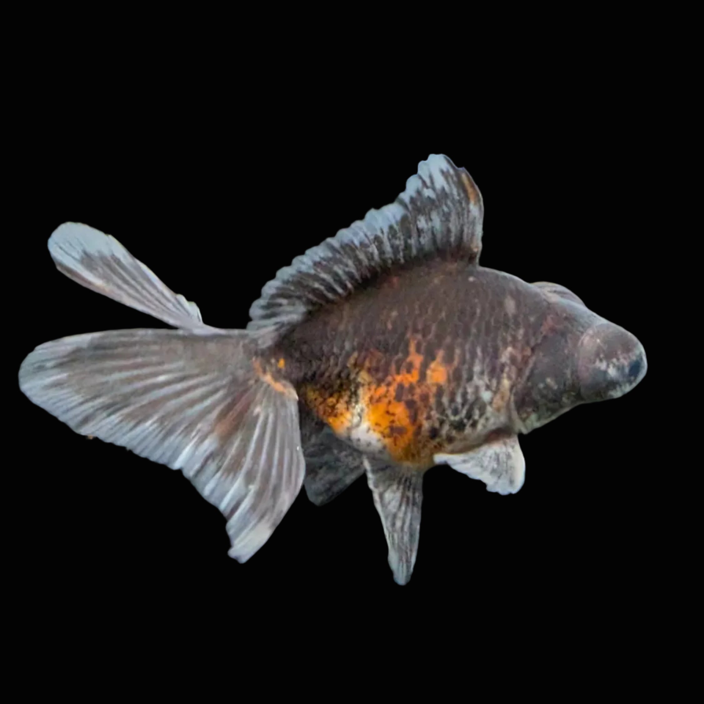 Telescope Butterfly Kirin Calico 3.5"-4" in. ID#508B4A-005