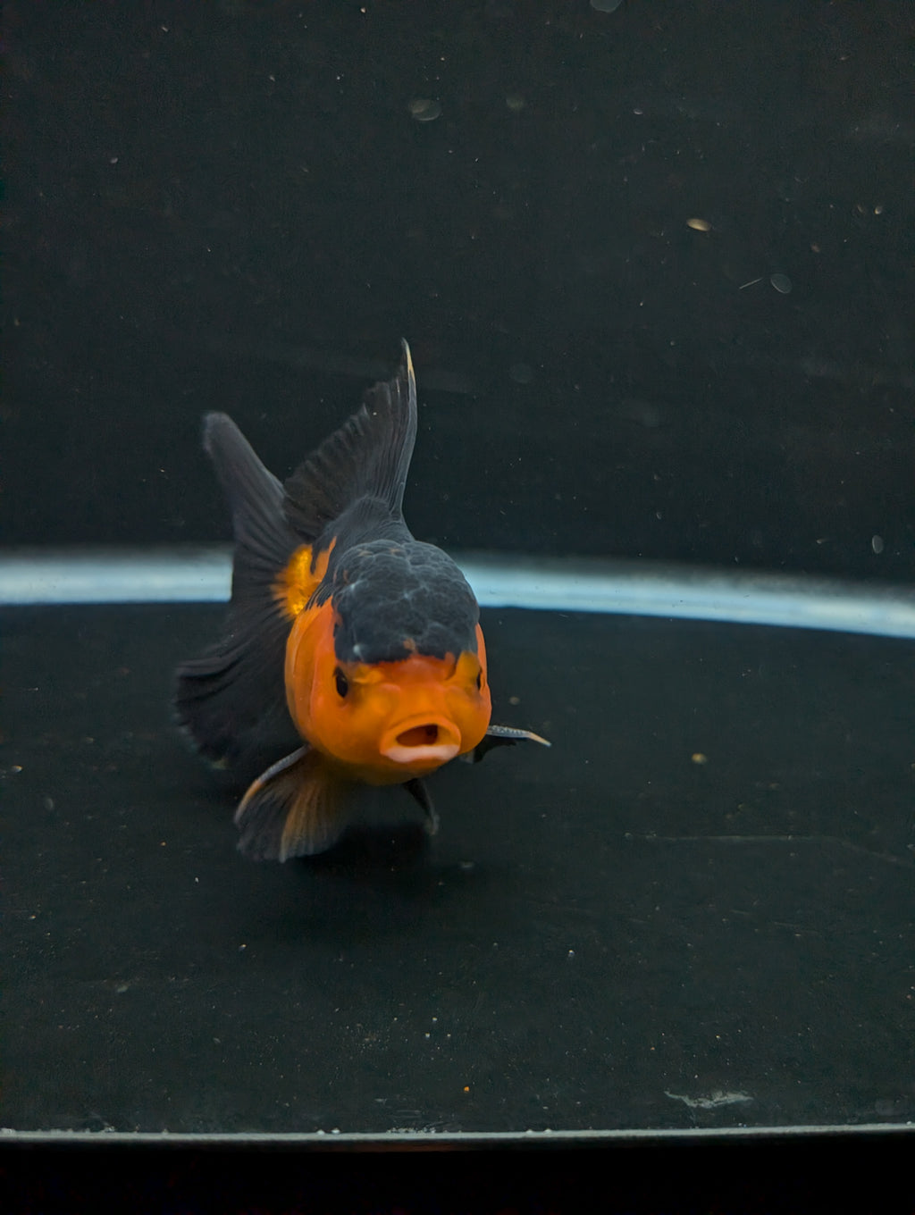 Thai Oranda Red Black 4"-4.5"in.  ID#1016T1A-004