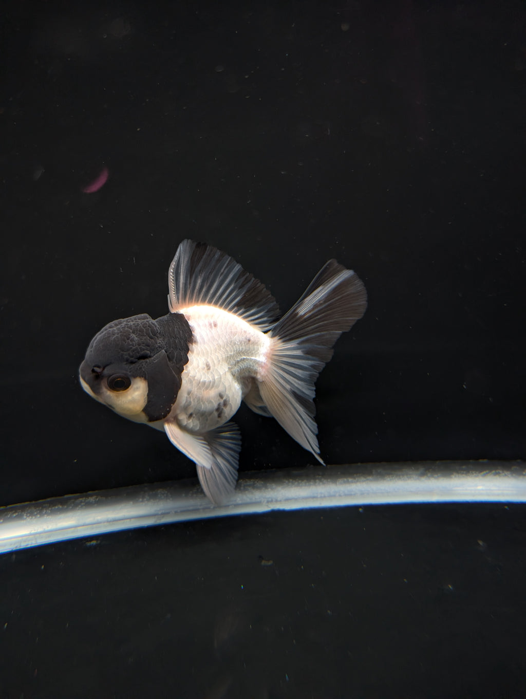 Thai Oranda Panda 4"-4.5"in.  ID#1023T1A-022