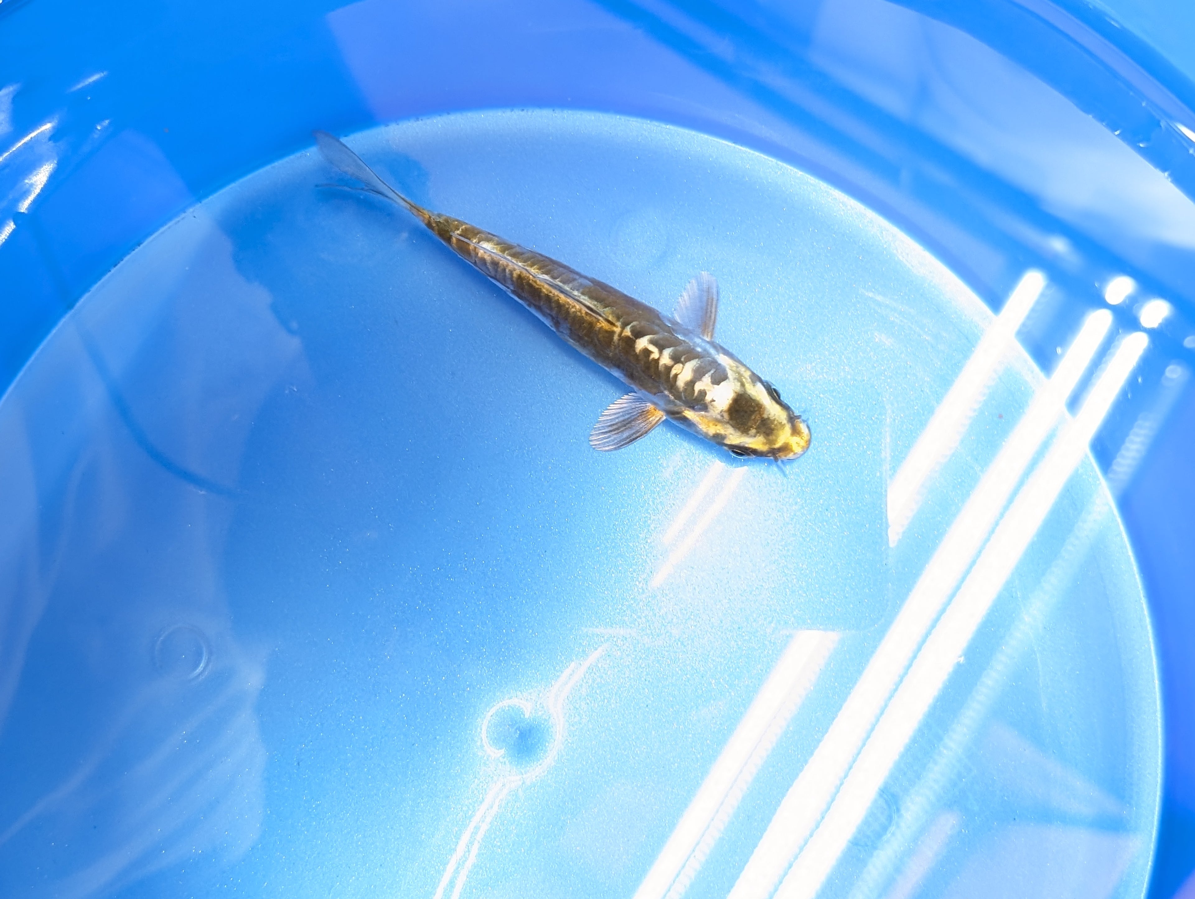 Kin Kikokuryu Koi  4"in. ID#806BFK-025