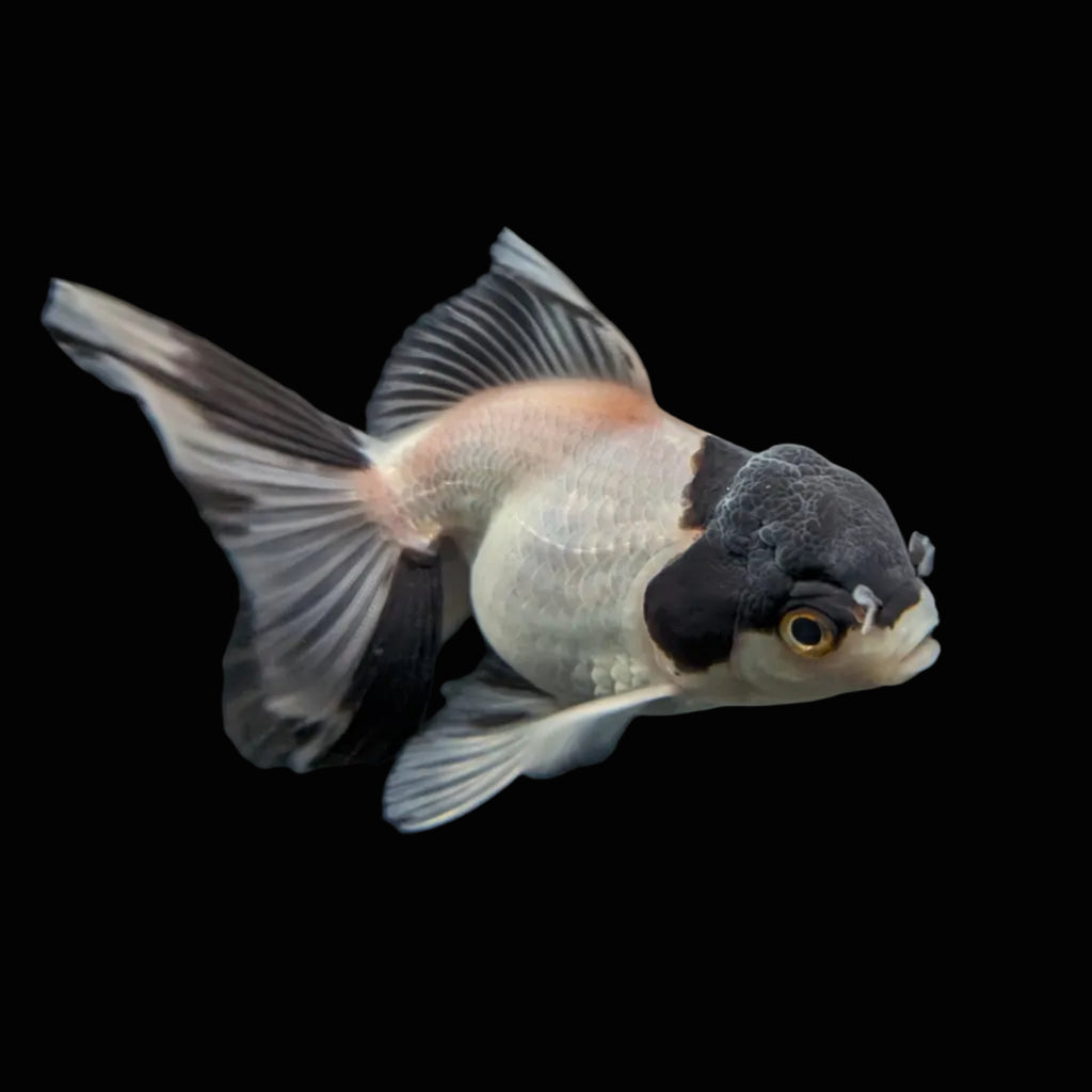 Juvenile Oranda Panda 3.5"-4" in.  ID#501T2A-012