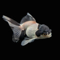 Juvenile Oranda Panda 3.5"-4" in.  ID#501T2A-012