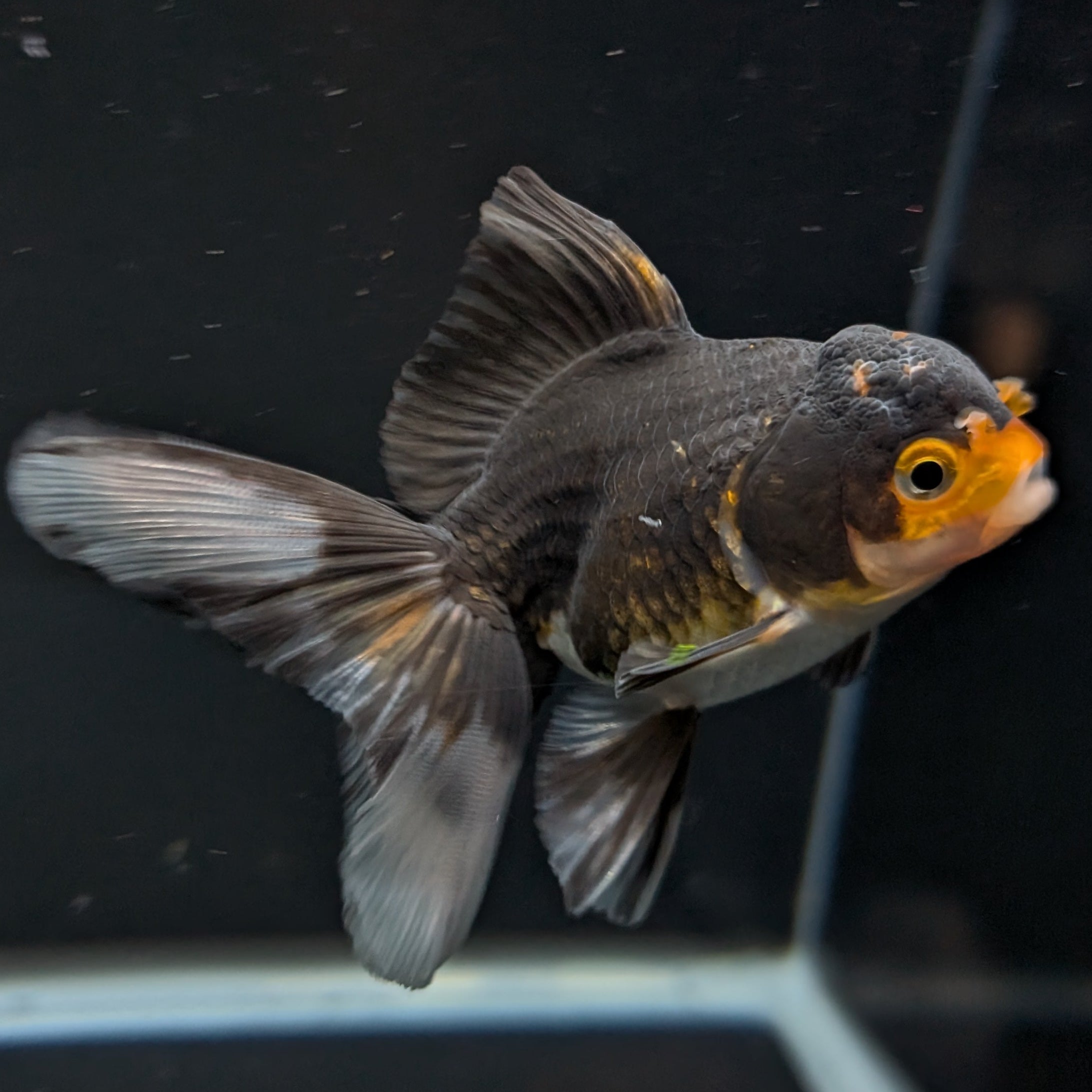 Thai Juvenile Oranda Tricolor 3"-3.5" in.  ID#626T1A-001