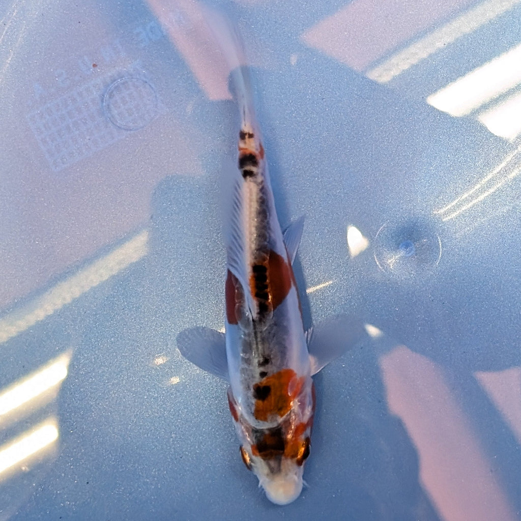 Shusui Koi  4"in. ID#806BFK-015