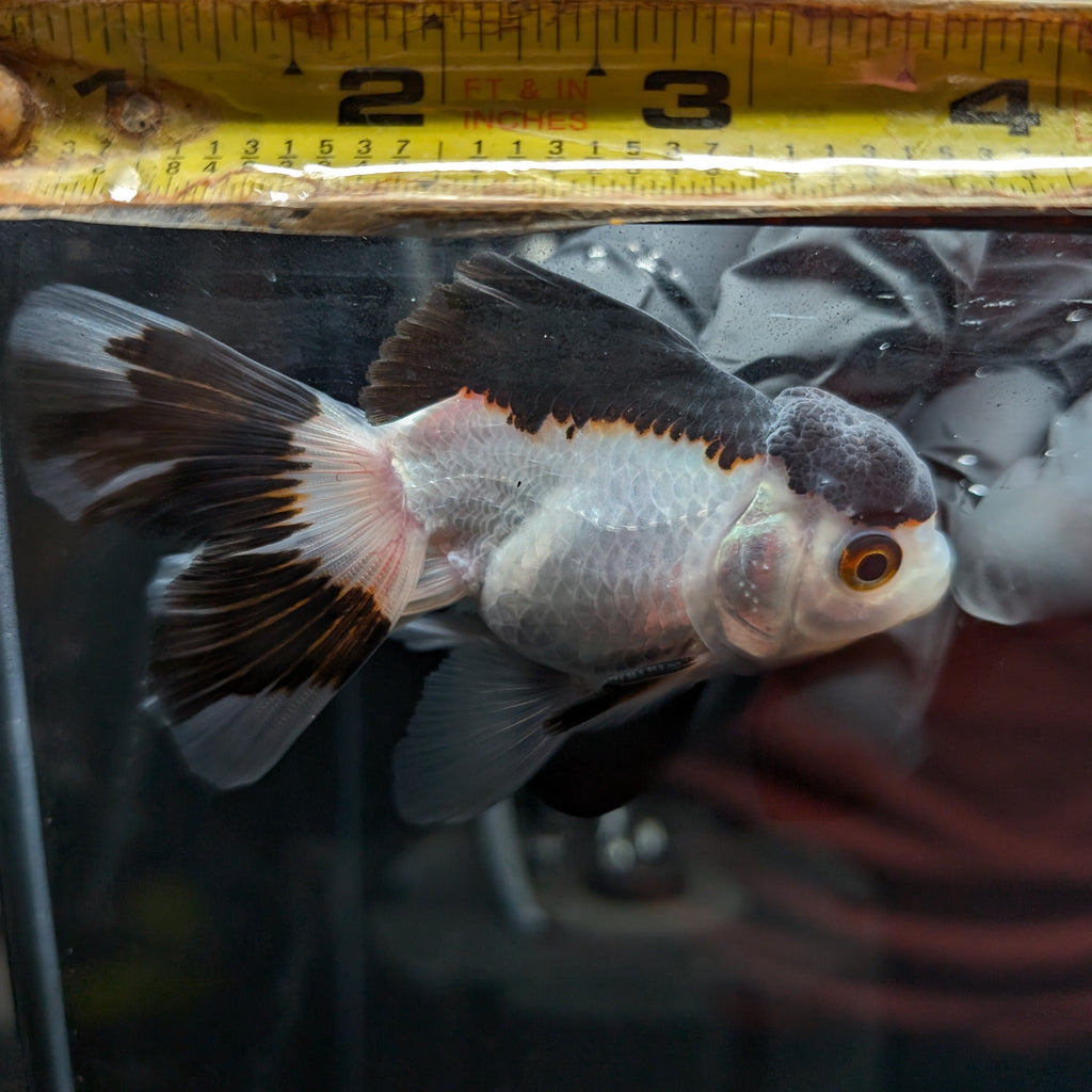 Juvenile Oranda Panda 3.5"-4" in.  ID#501T2A-011
