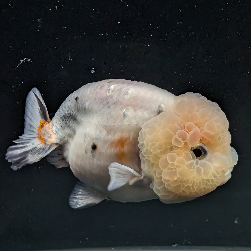 Jumbo Ranchu Calico 3.5"- 4" in. ID#710R8A-027