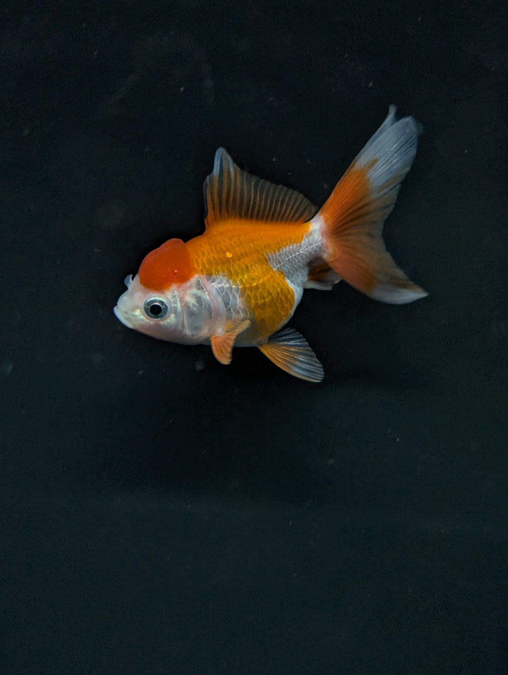 Juvenile Oranda Red White 3"-3.5"in.  ID#619T1A-002