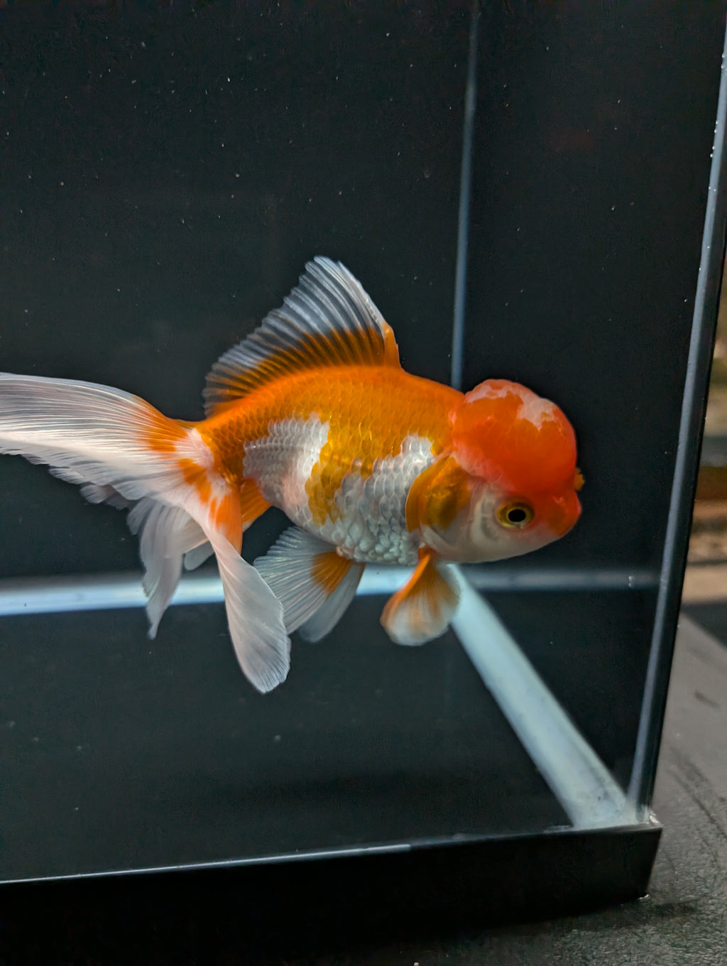 Jumbo Oranda Red White 6.5"-7"in.  ID#522T4B-003