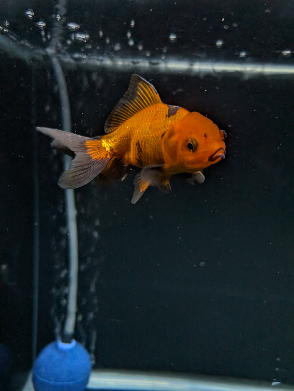 Juvenile Oranda Red Black 3"-3.5"in.  ID#522T1A-001