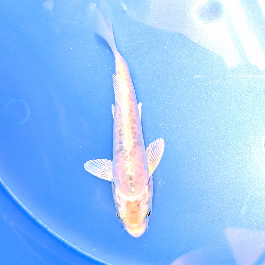 Doitsu Shiro Utsuri Koi  4"in. ID#806BFK-014