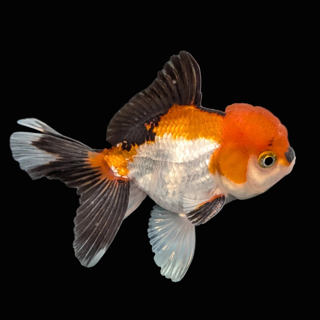 Juvenile Oranda Tricolor 3.5"-4" in.  ID#410T8A-015